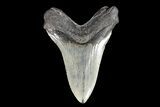 Fossil Megalodon Tooth - South Carolina #93512-2